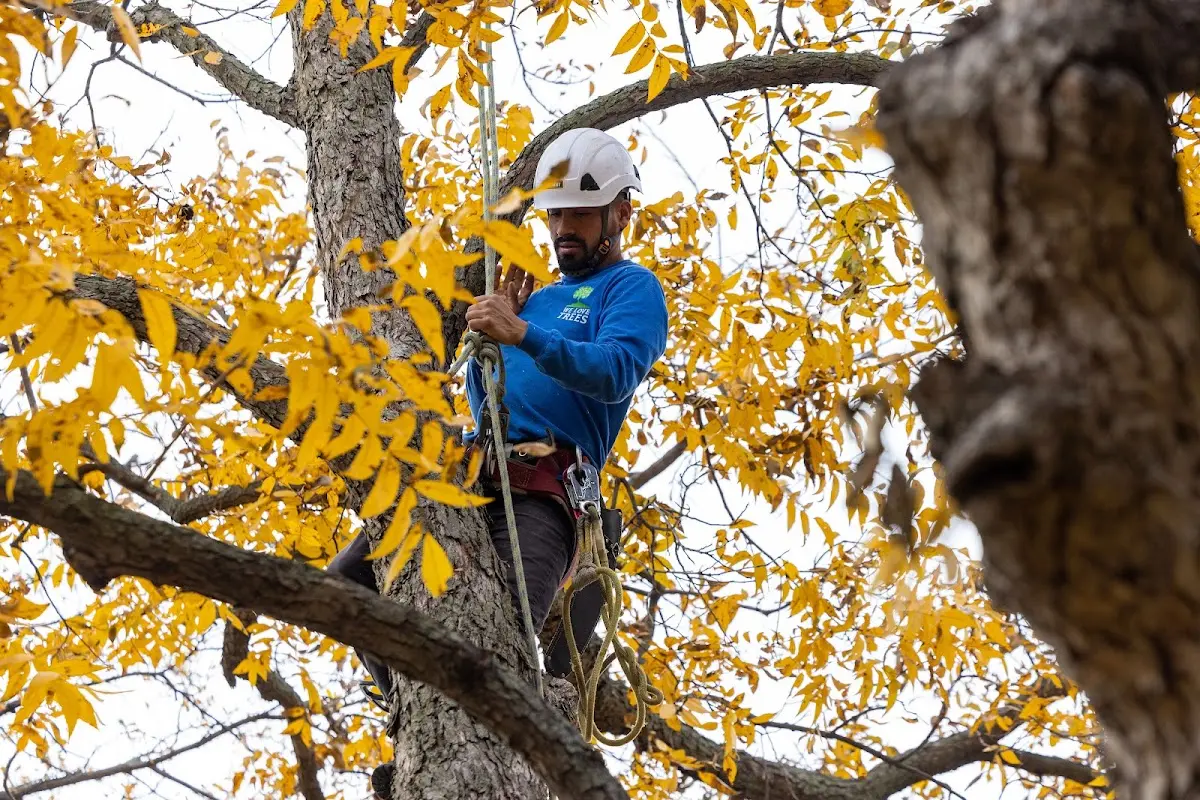 Skilled Tree Planing crew working in Northwood